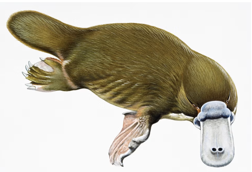 Learning from the Platypus